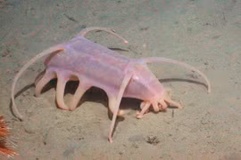 10 điều thú vị về lợn biển - loài động vật kì lạ và “quái dị”