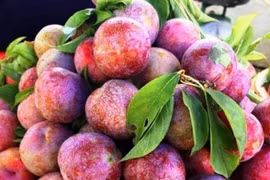Bật mí cách chọn mận giòn ngọt, không sợ tẩm chất bảo quản
