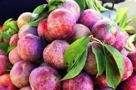 Bật mí cách chọn mận giòn ngọt, không sợ tẩm chất bảo quản