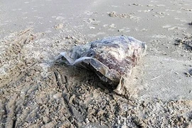 Nhiều túi đựng thịt thối dạt vào bờ biển Thừa Thiên Huế