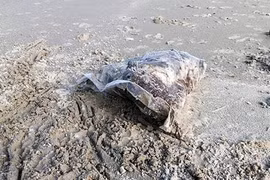 Nhiều túi đựng thịt thối dạt vào bờ biển Thừa Thiên Huế