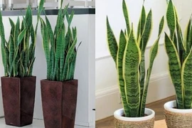 Tiêu tán tài lộc nếu gia chủ trồng những cây này trong nhà