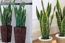 Tiêu tán tài lộc nếu gia chủ trồng những cây này trong nhà