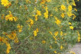 Video: Đổ xô lên Vườn Quốc gia Ba Vì chụp hoa dã quỳ bung nở vàng rực