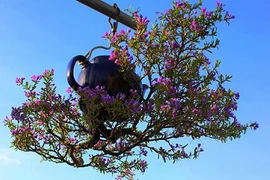 Hàng trăm cây bonsai mọc ngược được xác nhận kỷ lục Việt Nam