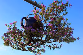 Hàng trăm cây bonsai mọc ngược được xác nhận kỷ lục Việt Nam