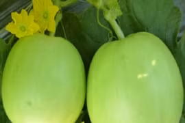 Cách chọn dưa lê ngon ngọt đúng hàng cực phẩm 