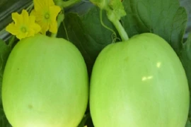 Cách chọn dưa lê ngon ngọt đúng hàng cực phẩm 