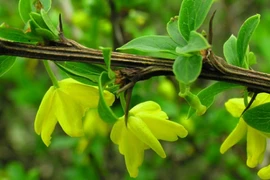 Nông dân cứ thấy cây này là chặt, ai ngờ bán được bộn tiền