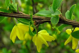 Nông dân cứ thấy cây này là chặt, ai ngờ bán được bộn tiền