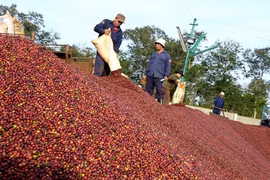 Vượt qua 'virus sợ hãi', chiếm cơ hội phất lên giữa mùa dịch