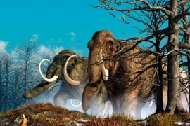 Voi ma mút khổng lồ nặng thế nào và vì sao chúng tuyệt chủng? 