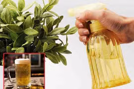 Đổ bia vào cây trầu bà, 1 tuần sau cây lên xanh mướt