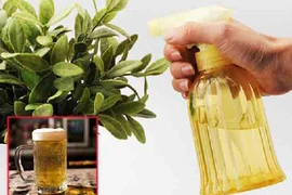 Đổ bia vào cây trầu bà, 1 tuần sau cây lên xanh mướt