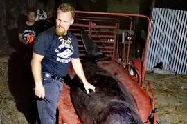 Phát hiện đáng sợ khi mổ bụng cá voi dạt vào bờ biển Philippines