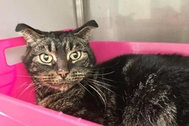 Kỳ tích của chú mèo bị bỏ rơi trong căn nhà khóa trái suốt 2 tháng