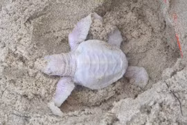 Phát hiện thấy rùa bạch tạng hiếm ở Australia