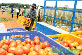 Tuyệt chiêu trồng hiệu quả của chủ vườn cà chua tiền tỷ