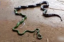 Video: Cảnh rắn oằn mình nôn ra đồng loại sau khi nuốt vào bụng