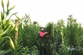 Tất bật thu tiền nhờ "cơn sốt" hoa loa kèn nở sớm đổ bộ Hà thành