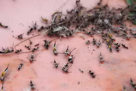 Video: Hãi hùng hàng ngàn con sâu róm tấn công nhà dân ở Bình Dương