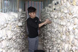 9X trồng nấm sò kiếm 18 triệu/tháng