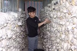 9X trồng nấm sò kiếm 18 triệu/tháng
