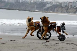 Loạt khoảnh khắc đẹp trong cuộc sống khiến bạn mỉm cười