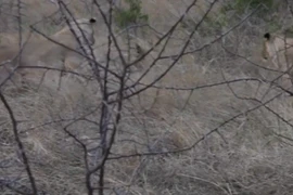 Video: Đối đầu cặp sư tử, mèo hoang liều mình vẫn chết thảm