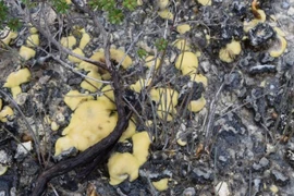 Tìm thấy sinh vật cổ xưa nhất thế giới có 3,7 tỷ năm tuổi