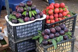 Cứ tưởng vớ được mận Sa Pa giá rẻ, hóa ra "rước" phải mận Tàu