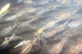 Mực sống đang bơi tung tăng 1 triệu/kg về Hà Nội cháy hàng