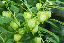 Ở Việt Nam mọc dại đầy đường, sang Nhật bán gần triệu đồng/kg