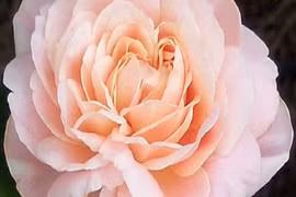 Những bông hoa đắt nhất thế giới, giá bằng cả ngôi nhà