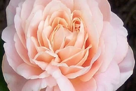 Những bông hoa đắt nhất thế giới, giá bằng cả ngôi nhà