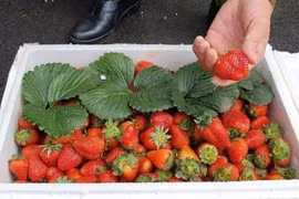 Mua dâu tây hãy tránh ngay 5 loại này