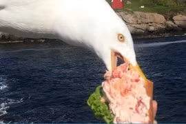 Gái trẻ check in với bánh kẹp bên bờ biển chạm mặt "tên cướp" bất ngờ