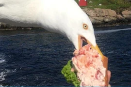 Gái trẻ check in với bánh kẹp bên bờ biển chạm mặt "tên cướp" bất ngờ