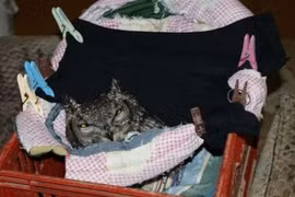 Cứu mạng con cú, người đàn ông được “quà cáp” suốt vài năm sau