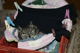 Cứu mạng con cú, người đàn ông được “quà cáp” suốt vài năm sau