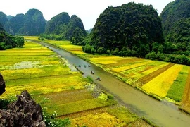 Ngỡ ngàng vẻ đẹp "thần tiên" của Tam Cốc mùa lúa chín
