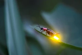 Video: Vì sao đom đóm phát sáng?