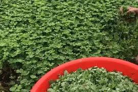 Người Việt đã dùng 1 loại cỏ 4 lá để nấu canh cua cực ngon