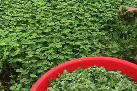 Người Việt đã dùng 1 loại cỏ 4 lá để nấu canh cua cực ngon