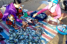 Hải sản tươi roi rói tại chợ cá sáng sớm trên đảo Lý Sơn