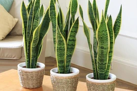 Trồng cây phong thủy cần phải nắm vững hai tiêu chí này