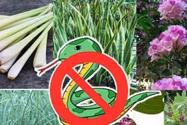 4 loài cây trồng trong vườn nhà: Rắn và các côn trùng khác chạy xa