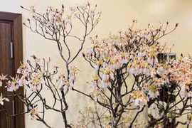 Hoa đào độc lạ, giá tiền triệu hút khách Hà thành mua trưng Tết