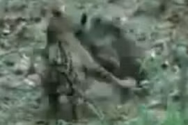 Video: Báo đốm Mỹ bại trận ê chề trước lợn lòi