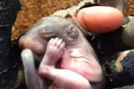 Chàng trai mừng ra mặt khi nhận ra "thân phận" của con vật nhặt về nuôi